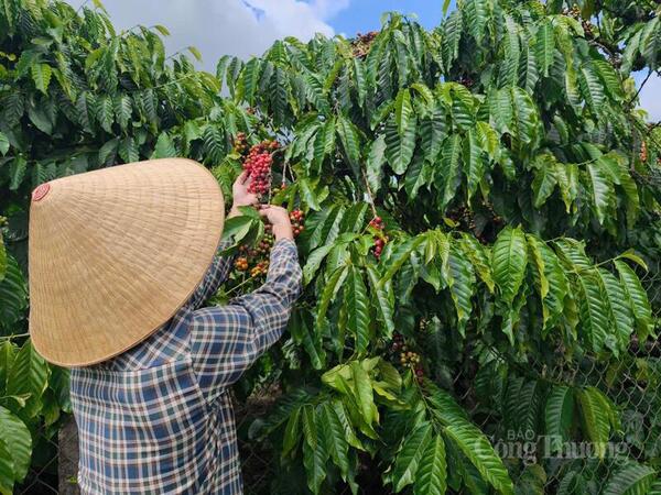 Giá cà phê hôm nay 19/5/2026: Dao động từ 86.200 - 87.000 đồng/kg