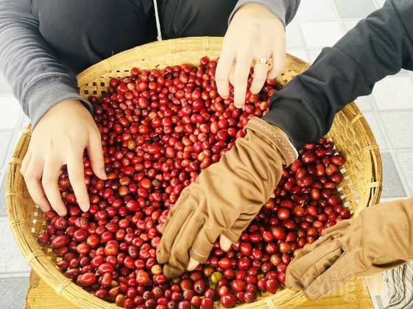 Giá cà phê thế giới đồng loạt giảm do áp lực nguồn cung Brazil