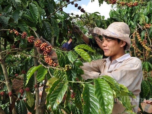 Giá cà phê thế giới đồng loạt tăng