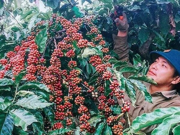 Giá cà phê giảm theo đà thế giới, xuất khẩu tăng lượng giảm giá