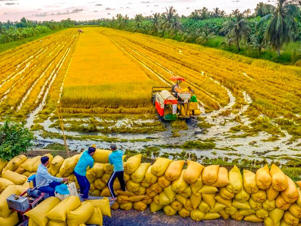 Dòng chảy tín dụng – Bệ phóng nâng tầm kinh tế “vựa lúa” An Giang