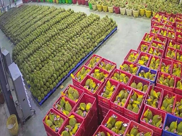 Xuất khẩu rau quả tăng tốc, Trung Quốc, Hoa Kỳ và EU là các nhân tố chính thúc đẩy tăng trưởng