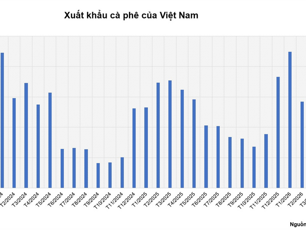 Giá cà phê Arabica tăng mạnh do mưa lớn cản trở thu hoạch tại Brazil
