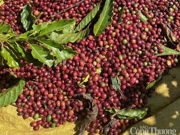 Giá cà phê Arabica tăng gần 7%