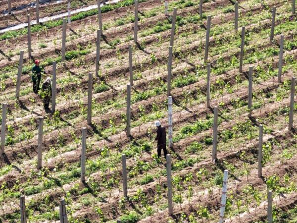 Siêu El Niño có thể đẩy giá lương thực toàn cầu tăng tới 15,8%