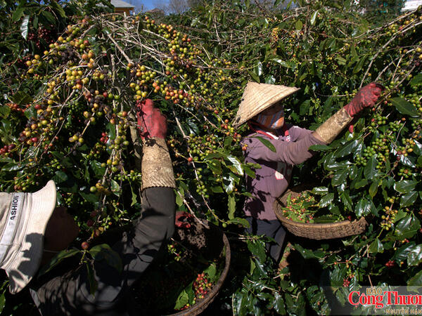 Xuất khẩu nông, lâm, thủy sản 8 tháng năm 2026 đạt gần 49,3 tỷ USD