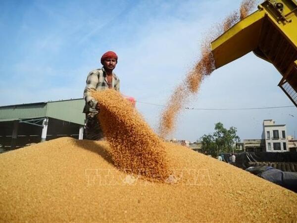 Giá lúa mì thế giới bật tăng
