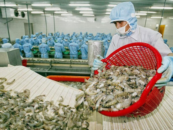 Xuất khẩu tôm Việt Nam chậm lại trước áp lực thị trường cuối năm