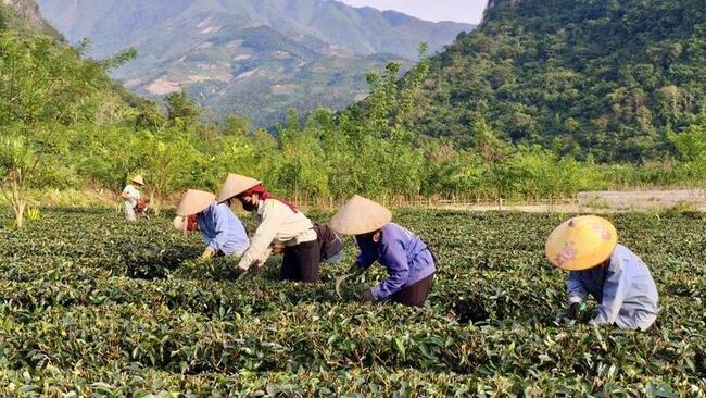 'Ươm mầm' thương hiệu nông sản từ đất Mường Lạn, Điện Biên