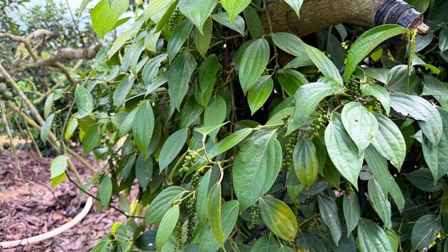 Giá tiêu hôm nay 2/4/2026: Dao động từ 138.000 - 139.000 đồng/kg