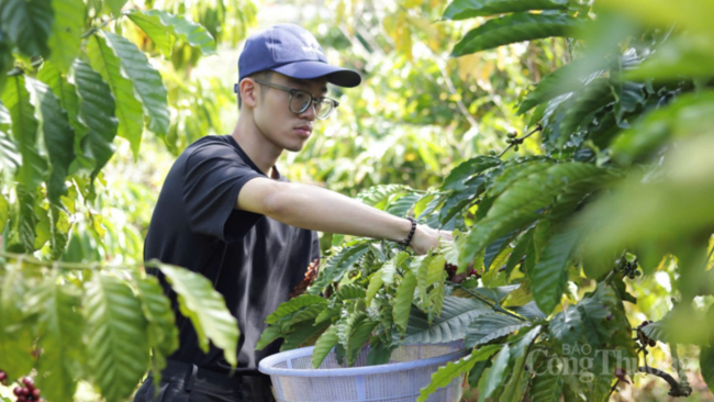 Giá cà phê hôm nay 6/4/2026: Dao động từ 88.700 - 89.200 đồng/kg