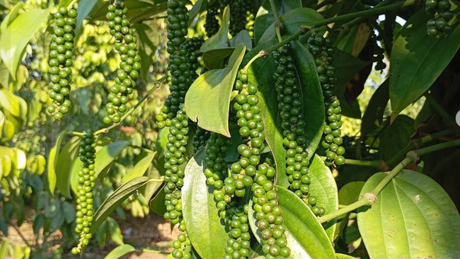 Giá nông sản hôm nay 7/4/2026: Sầu riêng Thái tăng trở lại; dứa trái vụ vào mùa