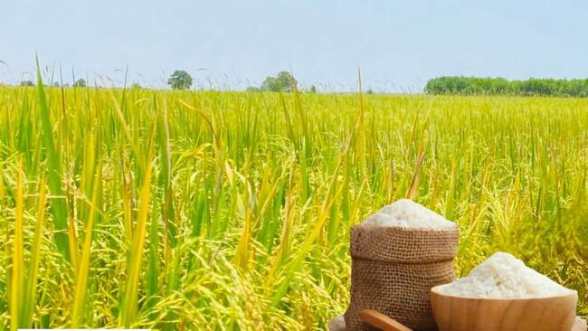 Giá lúa gạo hôm nay ngày 8/7: Gạo xuất khẩu biến động trái chiều