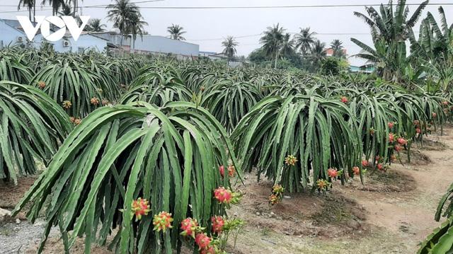 Trái thanh long Tiền Giang rớt giá, nhà vườn, doanh nghiệp âu sầu - Ảnh 1.