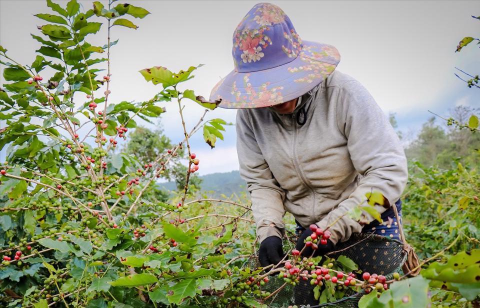 Giá cà phê hôm nay 20/1: Quay đầu tăng trở lại, Robusta kết thúc chuỗi giảm giá  