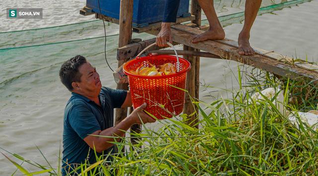 Giá cá chép đỏ lên trời, thương lái có tiền cũng không mua được - Ảnh 5.