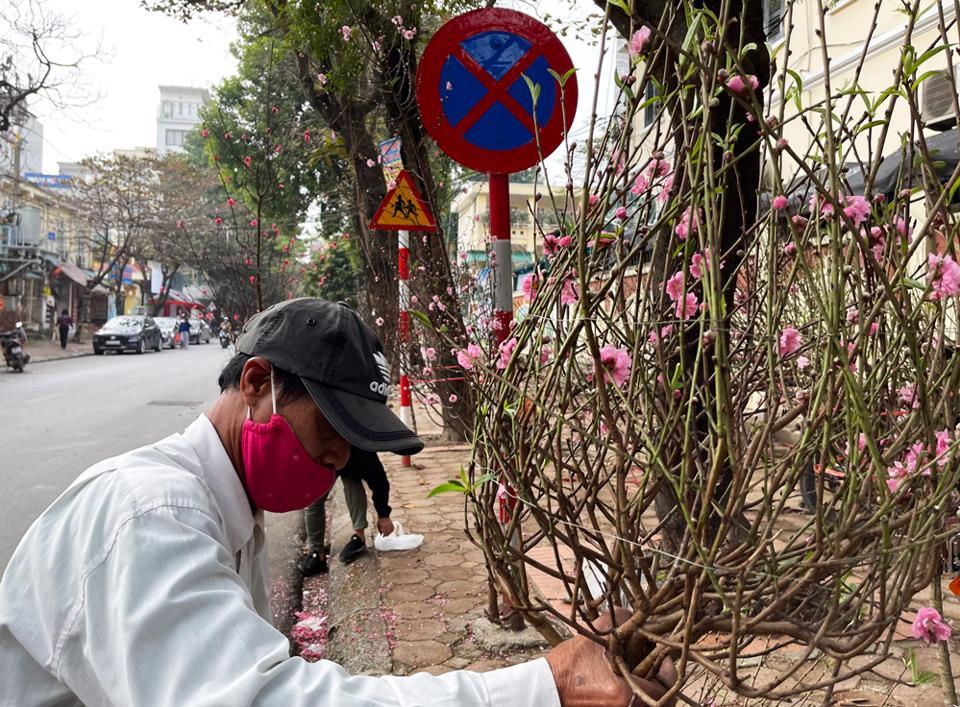 Giá bán đào giảm mạnh so với cùng kỳ. Cành đào phai này khá to và nhiều nụ chỉ có giá 150.000 đồng.