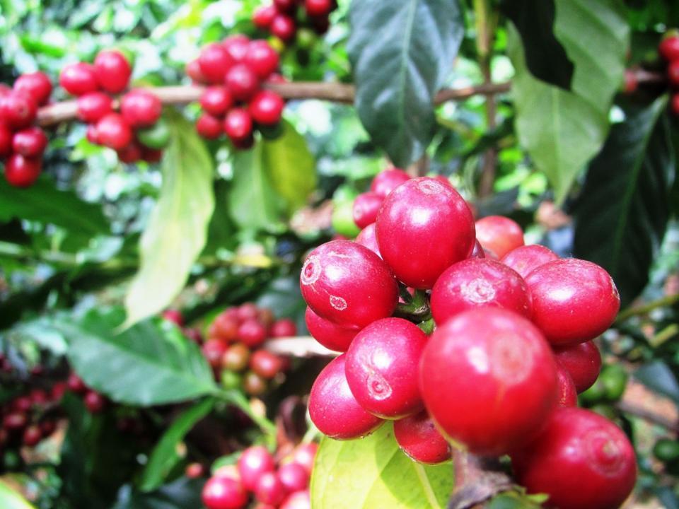 Giá cà phê hôm nay 27/1: Arabica tiếp tục tăng, Robusta quay đầu giảm  