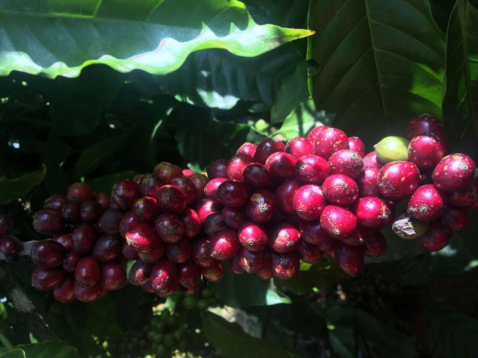 Giá cà phê hôm nay 9/2: Arabica tăng mạnh, trong nước cao nhất 41.000 đồng/kg  