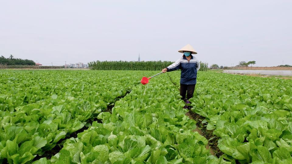 Chị Quách Thị Thuỳ chăm sóc rau cải trên cánh đồng thôn Sơn Du (xã Nguyên Khê, huyện Đông Anh). Ảnh: Lâm Nguyễn.