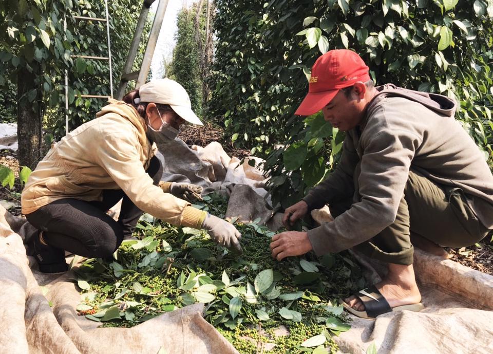 Giá tiêu hôm nay 18/2: Đại lý ghìm giá, thị trường liệu có giảm?