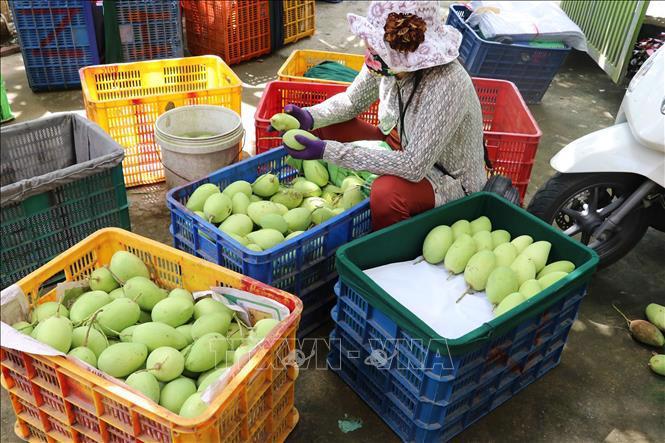 Thu hoạch xoài cát chu ở TP Cao Lãnh, tỉnh Đồng Tháp. (Ảnh tư liệu).