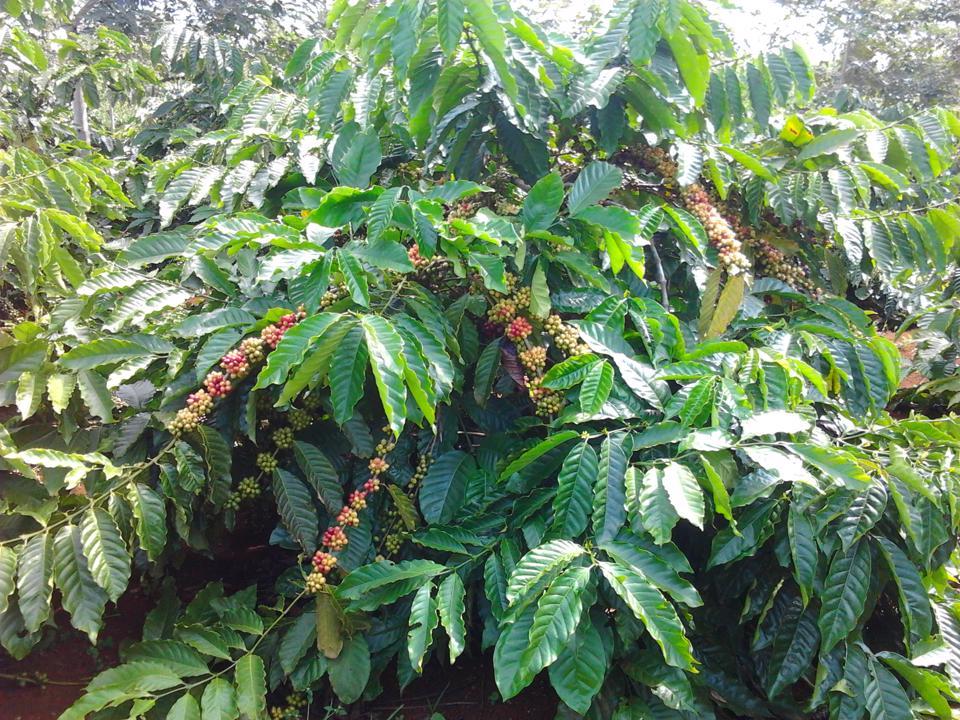 Giá cà phê hôm nay 29/4: Robusta tăng mạnh tiến gần mốc 2.100 USD/tấn  