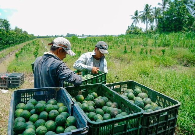 CEO Koina: Dùng công nghệ thay đổi chuỗi cung ứng nông sản từ gốc - Ảnh 1.