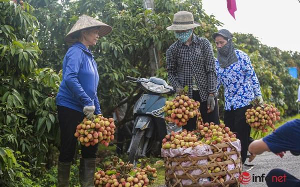 Giá cao gấp đôi, người trồng vải bán cả chục tấn, thu hàng trăm triệu đồng