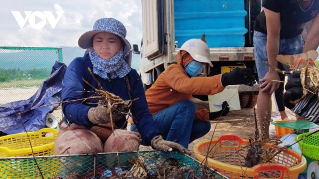 Tôm hùm Phú Yên tăng giá nhẹ - Ảnh 1.