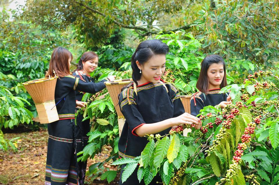 Giá cà phê hôm nay 16/8: Robusta tăng tiếp, cà phê trong nước cao nhất 6 năm qua  