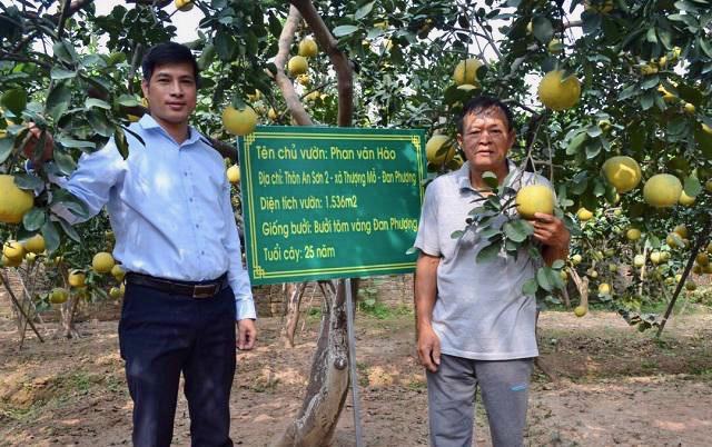 Bưởi Thượng Mỗ được UBND TP Hà Nội đánh giá, phân hạng là sản phẩm OCOP 3 sao. 