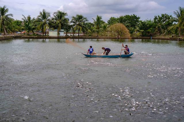 Giá thức ăn tăng cao, người nuôi cá đứng ngồi không yên - Ảnh 1.