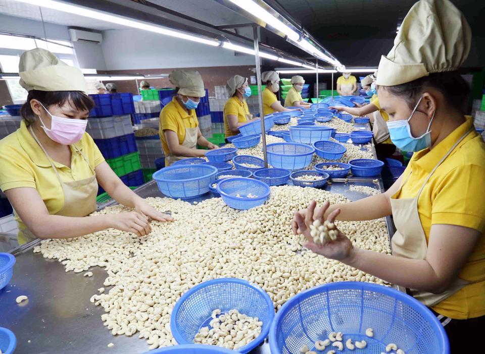 Sản xuất hạt điều xuất khẩu của Hapro tại tỉnh Bình Dương. Ảnh: Hoài Nam