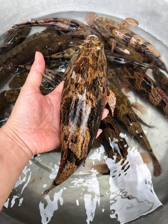 Loại cá nhìn tối thui khác lạ nhưng giá tới nửa triệu đồng/kg - Ảnh 1. Loại cá nhìn tối thui khác lạ nhưng giá tới nửa triệu đồng/kg ảnh 1