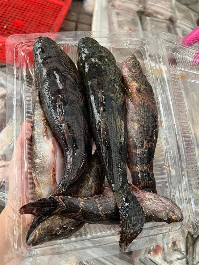 Loại cá nhìn tối thui khác lạ nhưng giá tới nửa triệu đồng/kg - Ảnh 3. Loại cá nhìn tối thui khác lạ nhưng giá tới nửa triệu đồng/kg ảnh 3