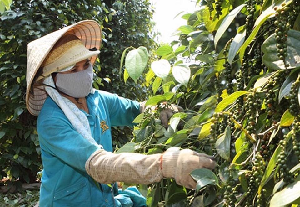 Giá tiêu hôm nay 7/2: Tăng mạnh, trong nước cán mốc 60.000 đồng/kg  