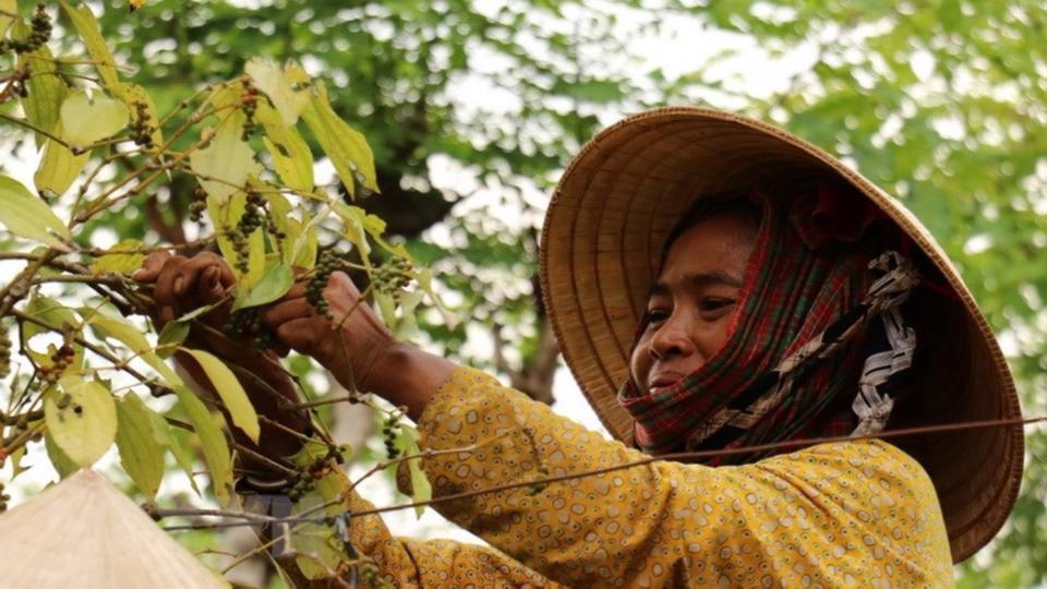 Giá tiêu hôm nay 16/2: Tăng thêm 1.500 đồng, chạm mốc 65.000 đồng/kg  