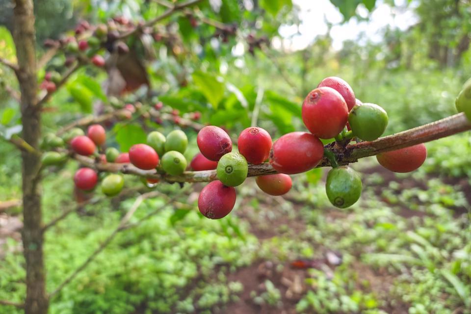 Giá cà phê hôm nay 26/4: Lo ngại nguồn cung các nước giảm, Robusta