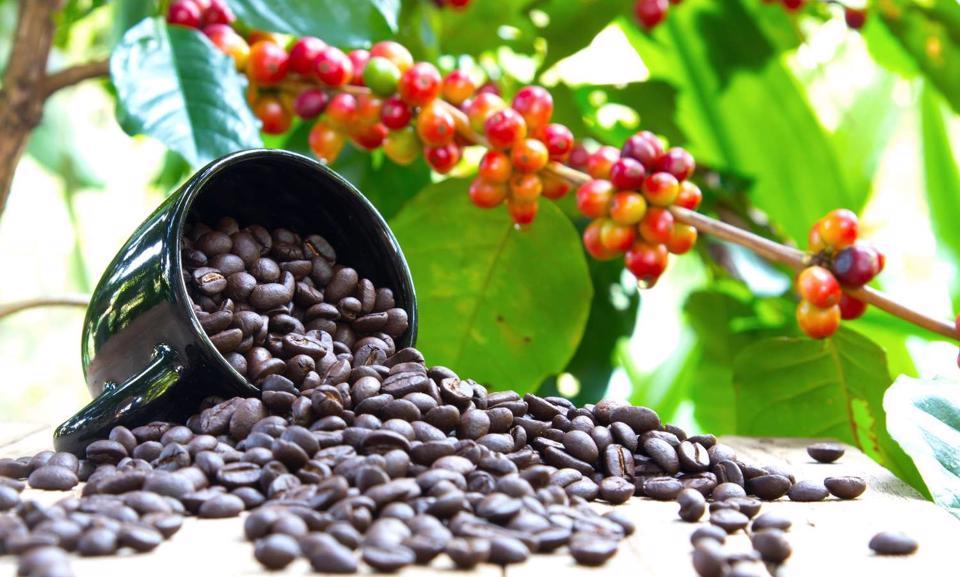 Giá cà phê hôm nay 10/5: Arabica hồi phục, đà tăng của Robusta khá rõ