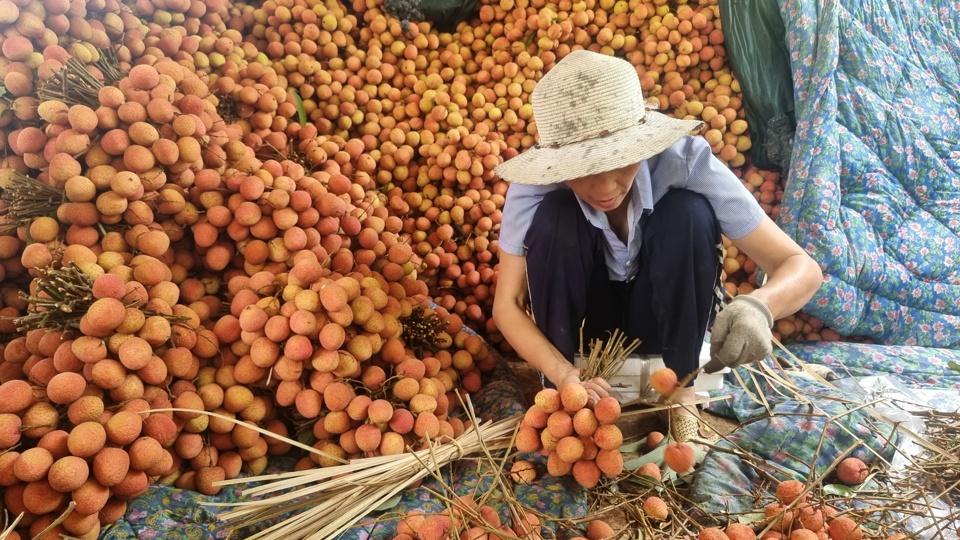 Từ giữa tháng 6, vải thiều Thanh Hà, Hải Dương sẽ bước vào thu hoạch chính vụ. Ảnh: Vĩnh Quân