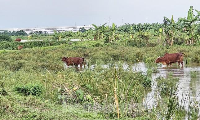 Siêu dự án khu nhà ở sinh thái Đồng Mai 'ôm' đất gần 20 năm không triển khai - Ảnh 3.