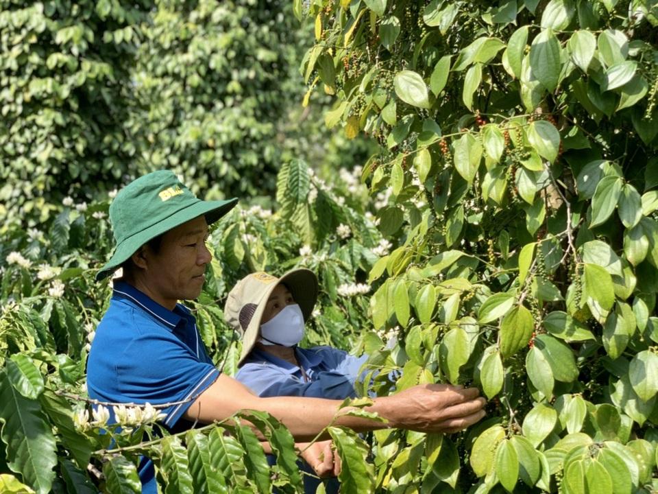 Giá tiêu hôm nay 13/10: Hồ tiêu Brazil nhập khẩu về Việt Nam tăng mạnh  