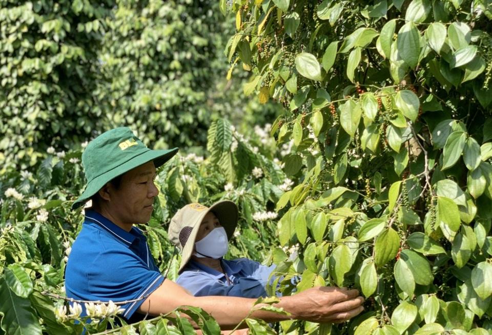 Giá tiêu hôm nay 31/10: Giá vẫn giảm dù tồn kho của Indonesia thấp, Brazil mất mùa