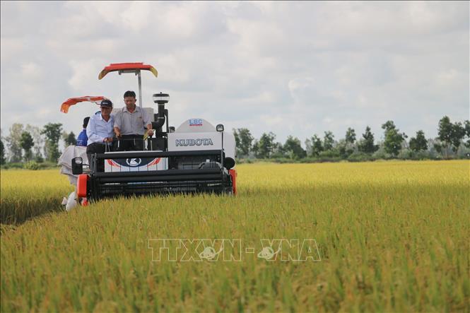 Giá lúa Thu Đông cao kỷ lục - Ảnh 1.