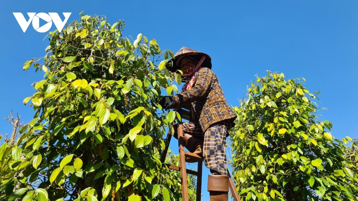 Hồ tiêu lập đỉnh giá, nông dân Gia Lai phấn khởi vào vụ thu hoạch- Ảnh 1.