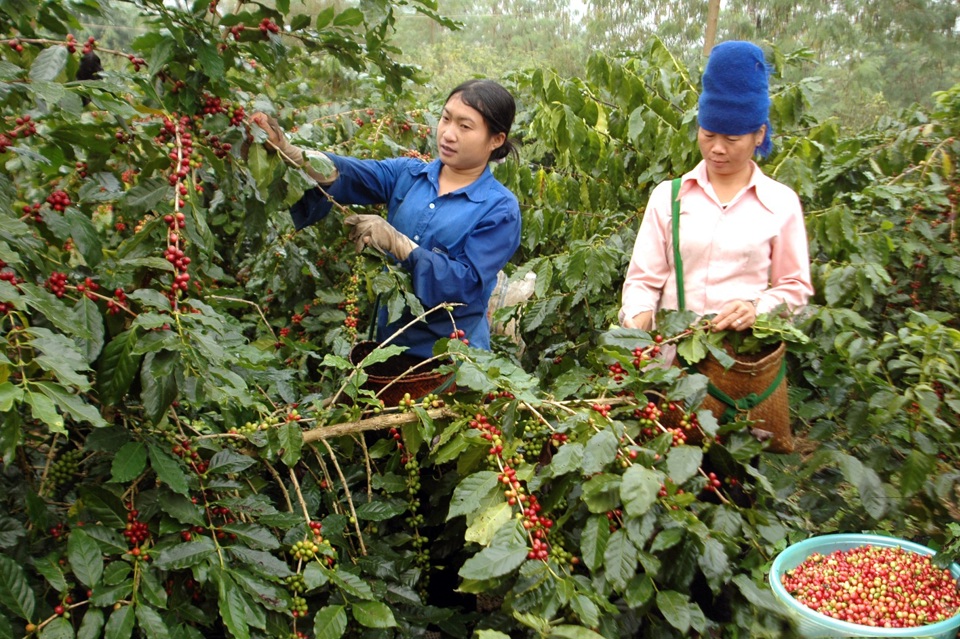 Giá cà phê hôm nay 13/3: Quay đầu tăng, chuyên gia lý giải nguyên nhân