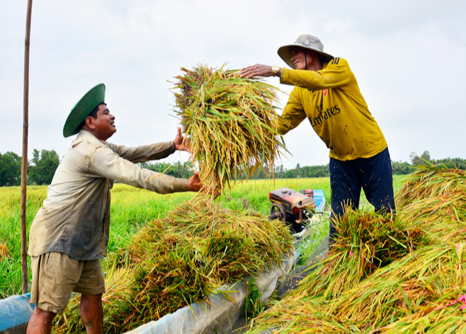 Giá lúa gạo hôm nay 3/4/2024: giá cám khô giảm nhẹ 50 đồng/kg. Ảnh minh họa.