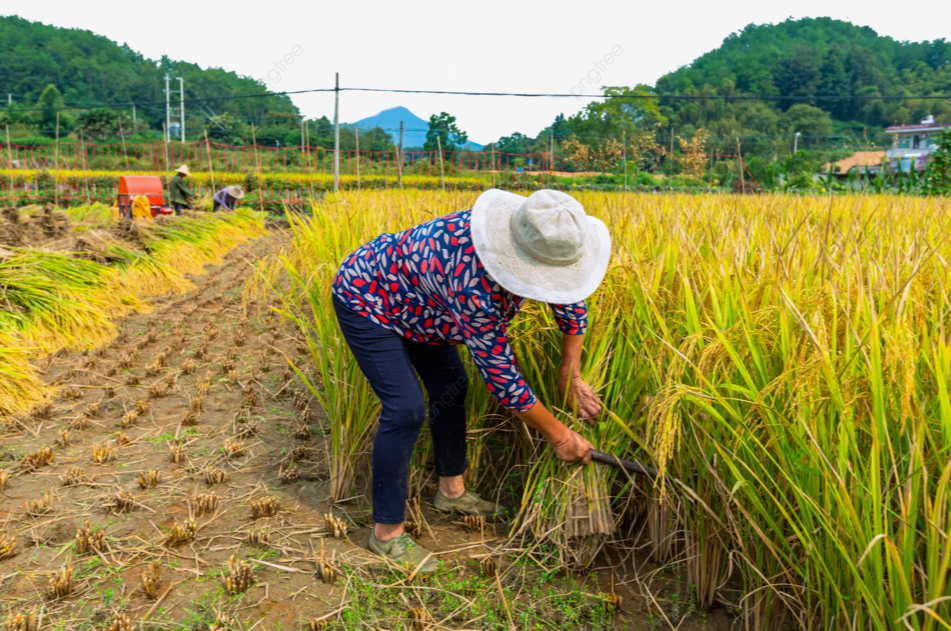 Giá lúa gạo hôm nay 11/4/2024: giá gạo tăng nhẹ 50 - 150 đồng/kg. Ảnh minh họa.