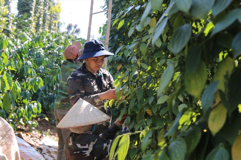 Giá tiêu hôm nay 25/4: 4 nguyên nhân đẩy thị trường